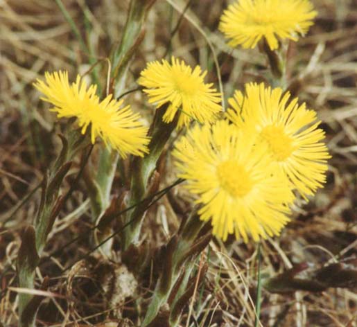  Image name: fanfara3.jpg 
 width: 515 pixel 
 height: 472 pixel 
 Size: 47904 bytes 
 Click to enlarge 